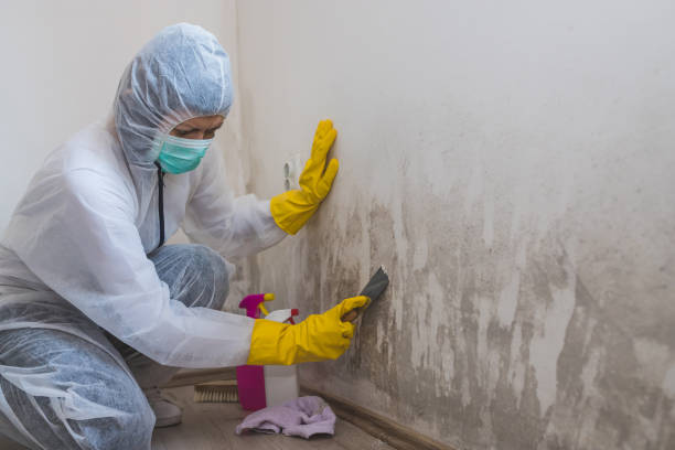Best White Mold Remediation in Lamesa, TX