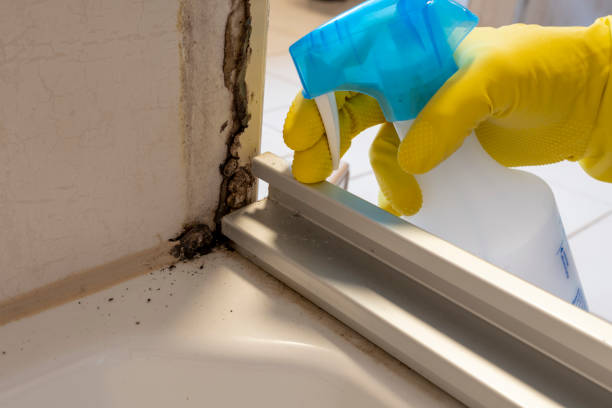 Best Insurance-Related Mold Remediation in Lamesa, TX