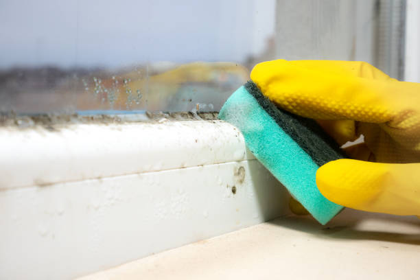 Best Kitchen Mold Remediation in Lamesa, TX