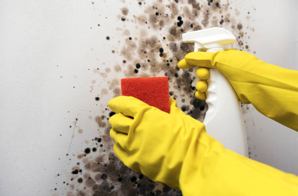 Best Black Mold Remediation in Lamesa, TX