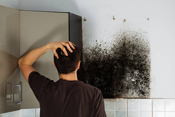 Best Mold Testing and Inspection Services in Lamesa, TX