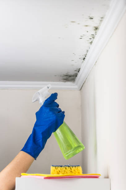 Best HVAC Mold Remediation in Lamesa, TX